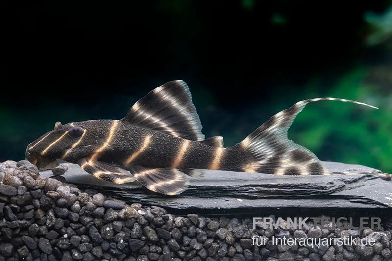 Ringelsocken-Harnischwels, L204, Panaqolus albivermis "Flash Pleco" 4-5 cm Ringelsocken-Harnischwels, L204, Panaqolus Albivermis "Flash Pleco" 4-5 Cm -Zoofachgeschäft Ringelsocken Harnischwels L204 Panaqolus albivermis Flash Pleco neu 1