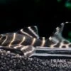 Ringelsocken-Harnischwels, L204, Panaqolus Albivermis "Flash Pleco" 4-5 Cm -Zoofachgeschäft Ringelsocken Harnischwels L204 Panaqolus albivermis Flash Pleco neu 2