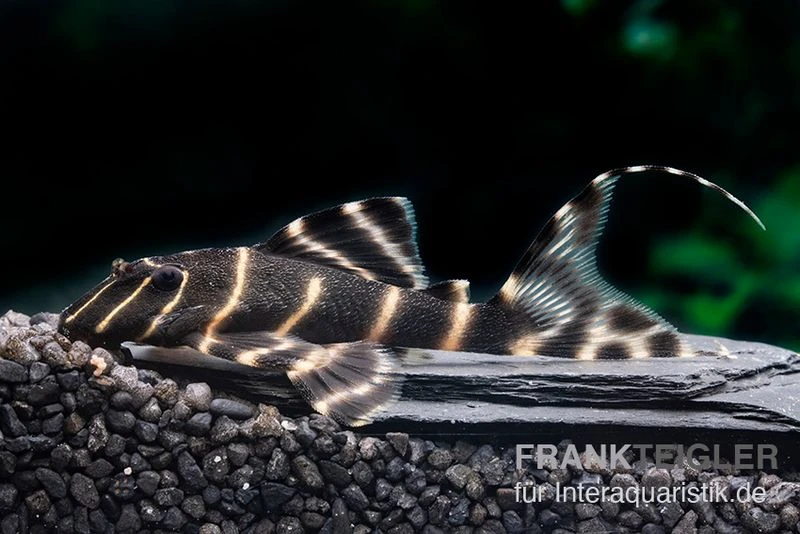 Ringelsocken-Harnischwels, L204, Panaqolus albivermis "Flash Pleco" 4-5 cm Ringelsocken-Harnischwels, L204, Panaqolus Albivermis "Flash Pleco" 4-5 Cm -Zoofachgeschäft Ringelsocken Harnischwels L204 Panaqolus albivermis Flash Pleco neu 2