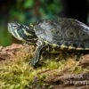 Rio-Grande-Schmuckschildkröte, Pseudemys Gorzugi -Zoofachgeschäft Rio Grande Schmuckschildkroete Pseudemys gorzugi