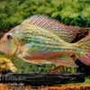 Rio-Negro-Erdfresser, Geophagus Winemilleri -Zoofachgeschäft Rio Negro Erdfresser Geophagus winemilleri neu 1