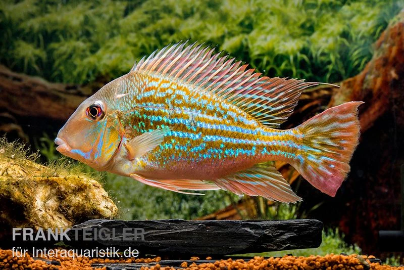 Rio-Negro-Erdfresser, Geophagus winemilleri Rio-Negro-Erdfresser, Geophagus Winemilleri -Zoofachgeschäft Rio Negro Erdfresser Geophagus winemilleri neu 1