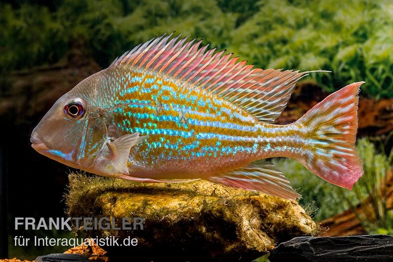 Rio-Negro-Erdfresser, Geophagus winemilleri Rio-Negro-Erdfresser, Geophagus Winemilleri -Zoofachgeschäft Rio Negro Erdfresser Geophagus winemilleri neu 2
