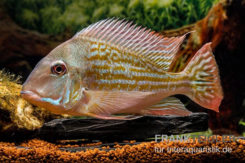 Rio-Negro-Erdfresser, Geophagus winemilleri Rio-Negro-Erdfresser, Geophagus Winemilleri -Zoofachgeschäft Rio Negro Erdfresser Geophagus winemilleri neu 3