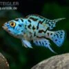 Blue Dempsey, Rocio Octofasciata "Blue Dempsey" -Zoofachgeschäft Rocio octofasciata Blue Dempsey 1 3