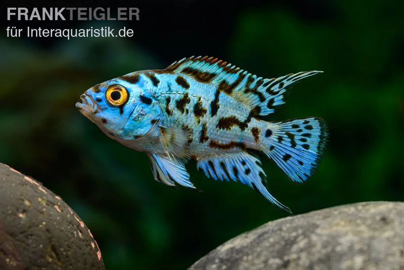 Blue Dempsey, Rocio octofasciata "Blue Dempsey" Blue Dempsey, Rocio Octofasciata "Blue Dempsey" -Zoofachgeschäft Rocio octofasciata Blue Dempsey 1 3