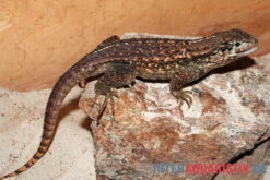 Rollschwanzleguan, Leiocephalus Carinatus -Zoofachgeschäft Rollschwanzleguan Leiocephalus carinatus3