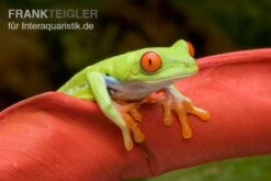 Rotaugenlaubfrosch, Agalychnis Callidryas DNZ -Zoofachgeschäft Rotaugenlaubfrosch Agalychnis callidryas 02