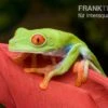 Rotaugenlaubfrosch, Agalychnis Callidryas DNZ -Zoofachgeschäft Rotaugenlaubfrosch Agalychnis callidryas 04