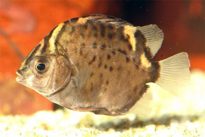 Roter Argusfisch, Scatophagus argus atromaculatus Roter Argusfisch, Scatophagus Argus Atromaculatus -Zoofachgeschäft Roter Argusfisch Scatophagus argus atromaculatus 1