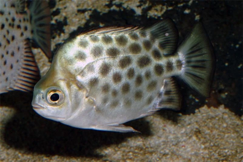 Roter Argusfisch, Scatophagus argus atromaculatus Roter Argusfisch, Scatophagus Argus Atromaculatus -Zoofachgeschäft Roter Argusfisch Scatophagus argus atromaculatus 2