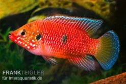 Roter Buntbarsch, Hemichromis Stellifer Sp. "Gabun" -Zoofachgeschäft Roter Buntbarsch Hemichromis stellifer sp Gabun 2