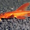 Roter Hexenwels, Rineloricaria Spec. -Zoofachgeschäft Roter Hexenwels Rineloricaria spec red