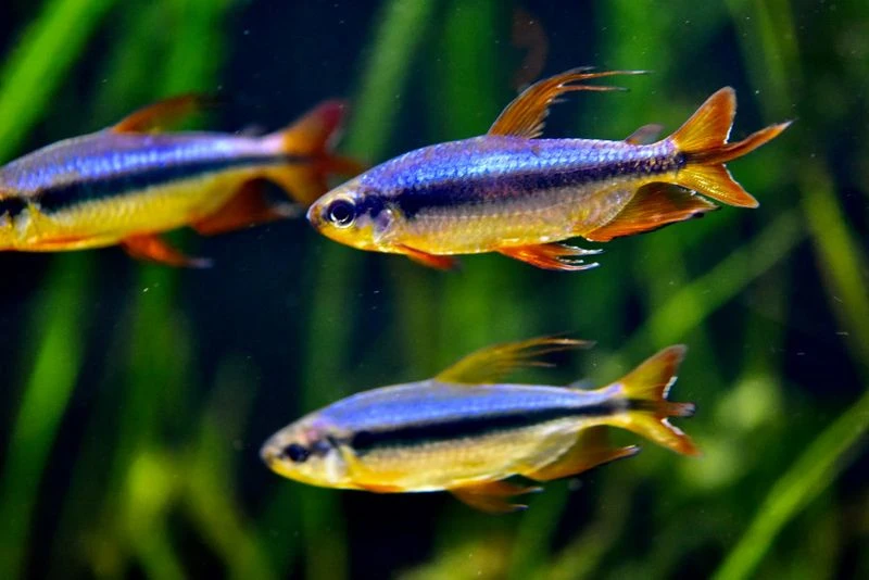 Roter Kongosalmler, Alestopetersius brichardi Roter Kongosalmler, Alestopetersius Brichardi -Zoofachgeschäft Roter Kongosalmler Alestopetersius brichardi 1