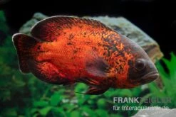Roter Oscar, Pfauenaugenbuntbarsch, Astronotus Ocellatus -Zoofachgeschäft Roter Oscar Pfauenaugenbuntbarsch Astronotus ocellatus 3