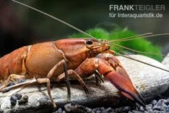 Roter Papuakrebs, Cherax Boesemani (Cherax Red Brick/ Red Chilli) -Zoofachgeschäft Roter Papuakrebs Cherax boesemani Cherax Red Brick 2