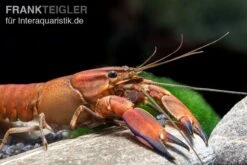 Roter Papuakrebs, Cherax Boesemani (Cherax Red Brick/ Red Chilli) -Zoofachgeschäft Roter Papuakrebs Cherax boesemani Cherax Red Brick 3