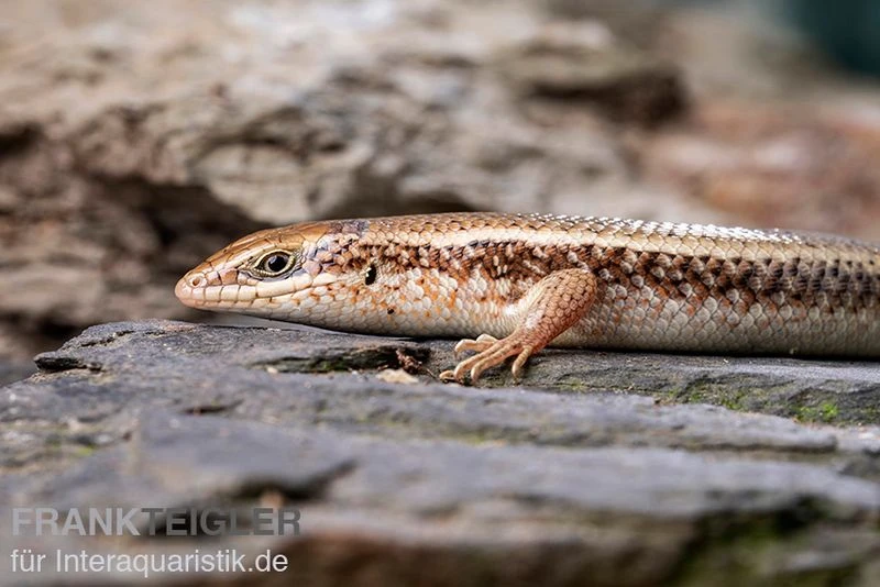 Roter Togo-Skink, Mabuya perrotetii Roter Togo-Skink, Mabuya Perrotetii -Zoofachgeschäft Roter Togo Skink Mabuya perrotetii 1
