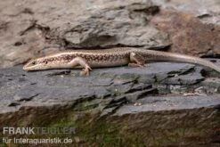 Roter Togo-Skink, Mabuya Perrotetii 5 Roter Togo-Skink, Mabuya Perrotetii -Zoofachgeschäft Roter Togo Skink Mabuya perrotetii 2