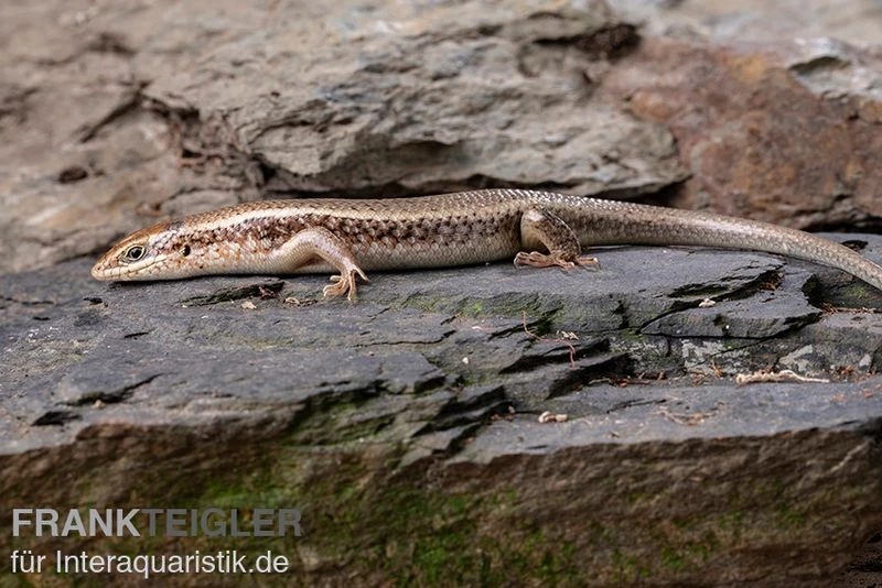Roter Togo-Skink, Mabuya perrotetii Roter Togo-Skink, Mabuya Perrotetii -Zoofachgeschäft Roter Togo Skink Mabuya perrotetii 2