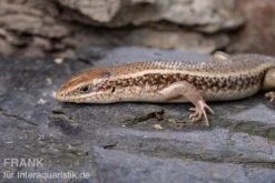 Roter Togo-Skink, Mabuya Perrotetii 6 Roter Togo-Skink, Mabuya Perrotetii -Zoofachgeschäft Roter Togo Skink Mabuya perrotetii 3