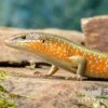 Roter Togo-Skink, Mabuya Perrotetii 1 Roter Togo-Skink, Mabuya Perrotetii -Zoofachgeschäft Roter Togo Skink Mabuya perrotetii 4
