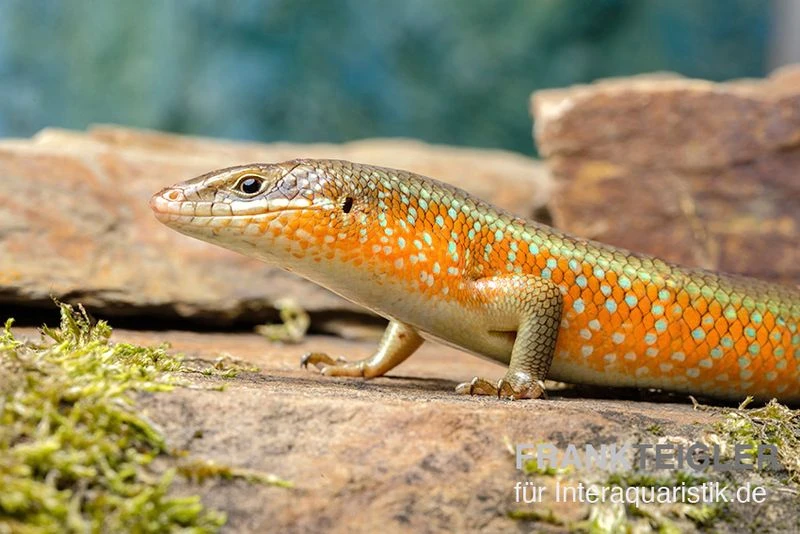 Roter Togo-Skink, Mabuya perrotetii Roter Togo-Skink, Mabuya Perrotetii -Zoofachgeschäft Roter Togo Skink Mabuya perrotetii 4