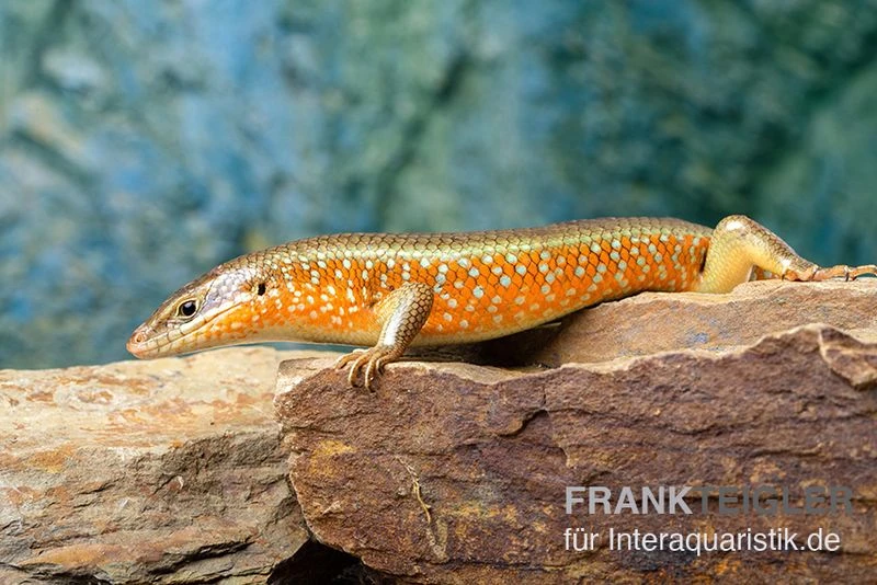 Roter Togo-Skink, Mabuya perrotetii Roter Togo-Skink, Mabuya Perrotetii -Zoofachgeschäft Roter Togo Skink Mabuya perrotetii 5