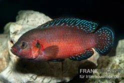 Roter-Turkana-Buntbarsch, Hemichromis Exsul -Zoofachgeschäft Roter Turkana Buntbarsch Hemichromis exsul neu 1