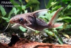 Rotflossen-Fiederbartwels, Synodontis Clarias 3 Rotflossen-Fiederbartwels, Synodontis Clarias -Zoofachgeschäft Rotflossen Fiederbartwels Synodontis clarias