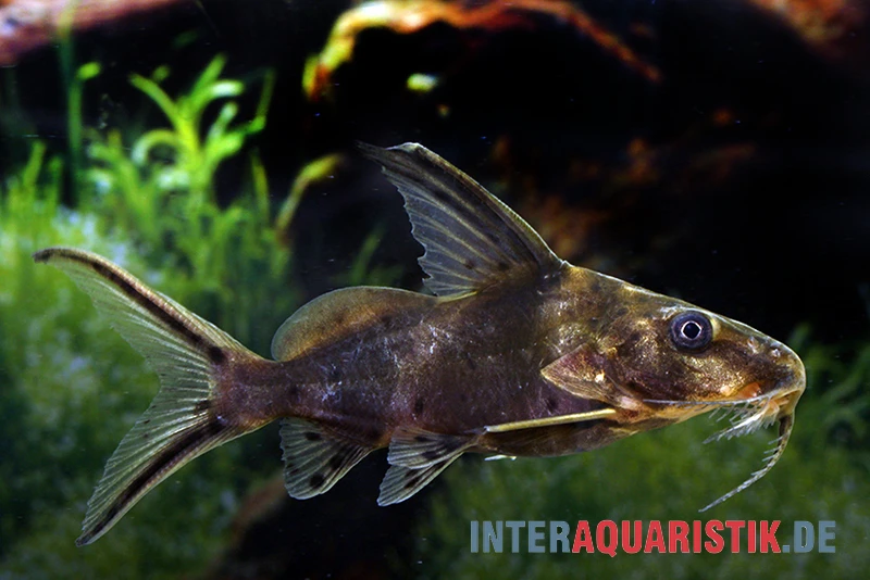 Rotflossen-Fiederbartwels, Synodontis clarias Rotflossen-Fiederbartwels, Synodontis Clarias -Zoofachgeschäft Rotflossen Fiederbartwels Synodontis clarias neu