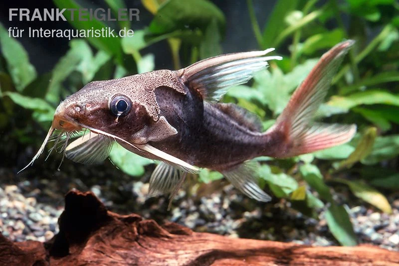 Rotflossen-Fiederbartwels, Synodontis clarias Rotflossen-Fiederbartwels, Synodontis Clarias -Zoofachgeschäft Rotflossen Fiederbartwels Synodontis clarias