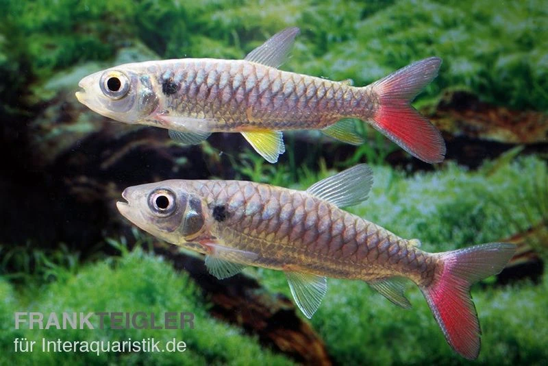 Rotflossen-Glanzsalmler, Chalceus erythrurus Rotflossen-Glanzsalmler, Chalceus Erythrurus -Zoofachgeschäft Rotflossen Glanzsalmler Chalceus erythrurus