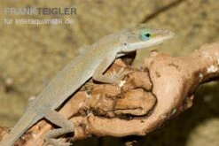 Rotkehlanolis, Anolis Carolinensis -Zoofachgeschäft Rotkehlanolis Anolis carolinensis 3