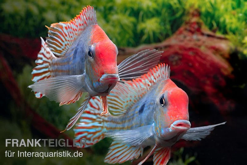Rotkopf-Erdfresser, Geophagus sp. RIO TAPAJOS Rotkopf-Erdfresser, Geophagus Sp. RIO TAPAJOS -Zoofachgeschäft Rotkopf Erdfresser Geophagus sp TAPAJOS 2