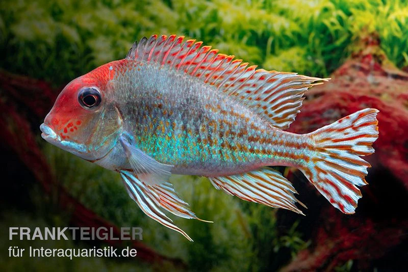 Rotkopf-Erdfresser, Geophagus sp. RIO TAPAJOS Rotkopf-Erdfresser, Geophagus Sp. RIO TAPAJOS -Zoofachgeschäft Rotkopf Erdfresser Geophagus sp TAPAJOS 3
