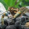 Rotscherenkrebs, Cherax Quadricarinatus -Zoofachgeschäft Rotscherenkrebs Cherax quadricarinatus