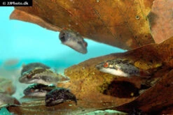 Kammkugelfisch, Carinotetraodon Irrubesco (Rotschwanzkugelfisch) -Zoofachgeschäft Rotschwanzkugelfisch Carinotetraodon irrubesco 2