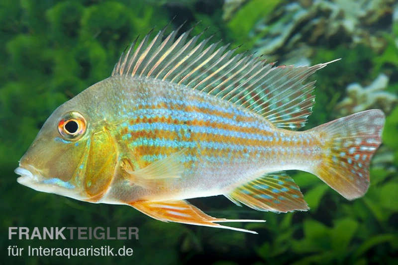 Rotstreifen-Erdfresser, Geophagus surinamensis Rotstreifen-Erdfresser, Geophagus Surinamensis -Zoofachgeschäft Rotstreifen Erdfresser Geophagus surinamensis