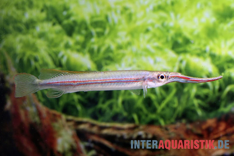 Rotstreifen-Halbschnabelhecht, Hemirhamphodon phaiosoma (kapuasnensis) Rotstreifen-Halbschnabelhecht, Hemirhamphodon Phaiosoma (kapuasnensis) -Zoofachgeschäft Rotstreifen Halbschnabelhecht Hemirhamphodon phaiosoma kapuasnensis 1