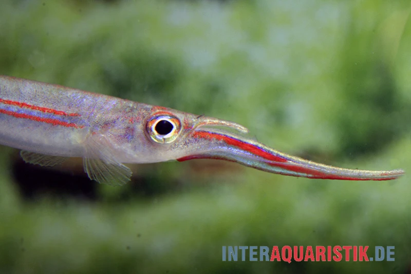Rotstreifen-Halbschnabelhecht, Hemirhamphodon phaiosoma (kapuasnensis) Rotstreifen-Halbschnabelhecht, Hemirhamphodon Phaiosoma (kapuasnensis) -Zoofachgeschäft Rotstreifen Halbschnabelhecht Hemirhamphodon phaiosoma kapuasnensis 2