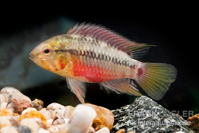 Rotstrich-Zwergbuntbarsch rot, Apistogramma hongsloi rot, paarweise Rotstrich-Zwergbuntbarsch Rot, Apistogramma Hongsloi Rot, Paarweise -Zoofachgeschäft Rotstrich Zwergbuntbarsch rot Apistogramma hongsloi rot paarweise 1