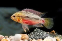 Rotstrich-Zwergbuntbarsch Rot, Apistogramma Hongsloi Rot, Paarweise 3 Rotstrich-Zwergbuntbarsch Rot, Apistogramma Hongsloi Rot, Paarweise -Zoofachgeschäft Rotstrich Zwergbuntbarsch rot Apistogramma hongsloi rot paarweise 2