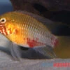 Rotstrich-Zwergbuntbarsch Rot-gold , Apistogramma Hongsloi Rot-gold, Paarweise -Zoofachgeschäft Rotstrich Zwergbuntbarsch rot gold Apistogramma hongsloi rot gold paarweise 1