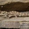 Rübenschwanz-Viperngecko, Hemidactylus Imbricatus 1 Rübenschwanz-Viperngecko, Hemidactylus Imbricatus -Zoofachgeschäft Ruebenschwanz Viperngecko Hemidactylus imbricatus