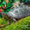 Rückenstreifen-Pelomedusenschildkröte, Pelusios Gabonensis 1 Rückenstreifen-Pelomedusenschildkröte, Pelusios Gabonensis -Zoofachgeschäft Rueckenstreifen Pelomedusenschildkroete Pelusios gabonensis 1