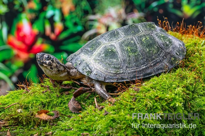 Rückenstreifen-Pelomedusenschildkröte, Pelusios gabonensis Rückenstreifen-Pelomedusenschildkröte, Pelusios Gabonensis -Zoofachgeschäft Rueckenstreifen Pelomedusenschildkroete Pelusios gabonensis 1