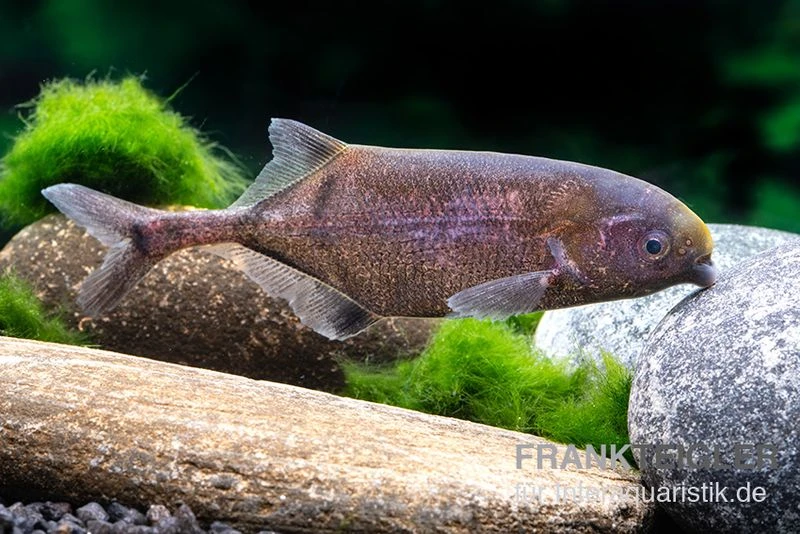 Rundnasen-Zwergnilhecht, Pollimyrus isidori Rundnasen-Zwergnilhecht, Pollimyrus Isidori -Zoofachgeschäft Rundnasen Zwergnilhecht Pollimyrus isidori 1