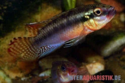 Sabinae-Zwergbuntbarsch, Congochromis Sabinae -Zoofachgeschäft Sabinae Zwergbuntbarsch Congochromis sabinae 2