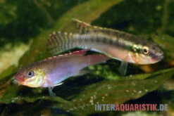 Sabinae-Zwergbuntbarsch, Congochromis Sabinae -Zoofachgeschäft Sabinae Zwergbuntbarsch Congochromis sabinae 3